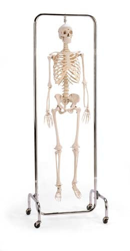 Deluxe Skeleton Reproduction